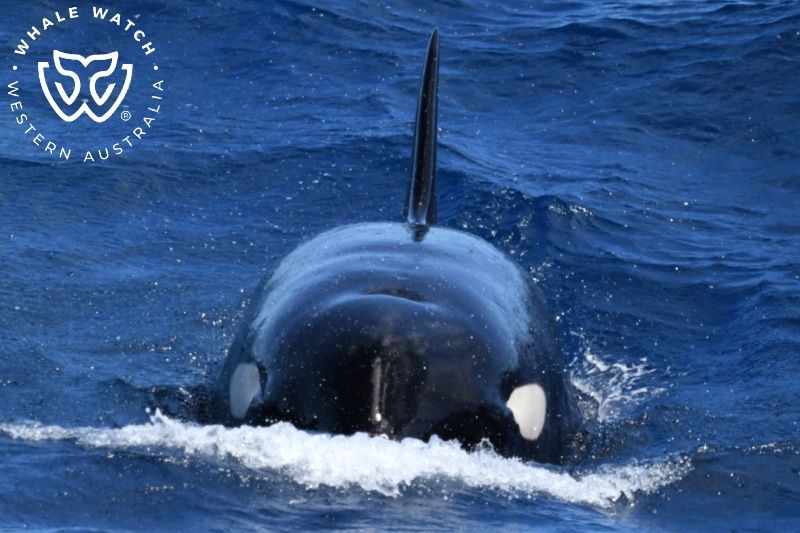 Whale Watch Western Australia