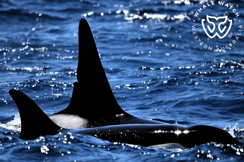 Whale Watch Western Australia