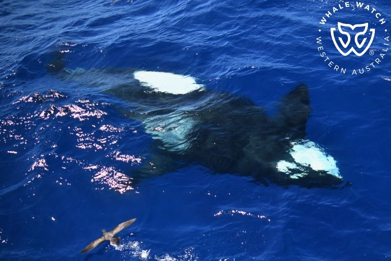 Whale Watch Western Australia