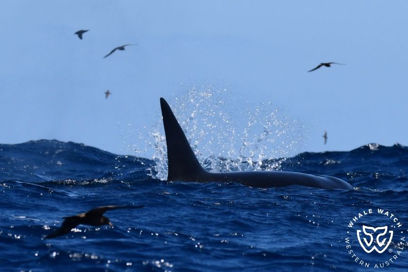 Whale Watch Western Australia