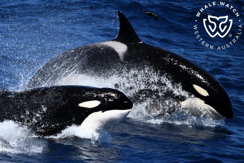 Whale Watch Western Australia