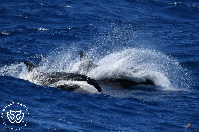 Whale Watch Western Australia