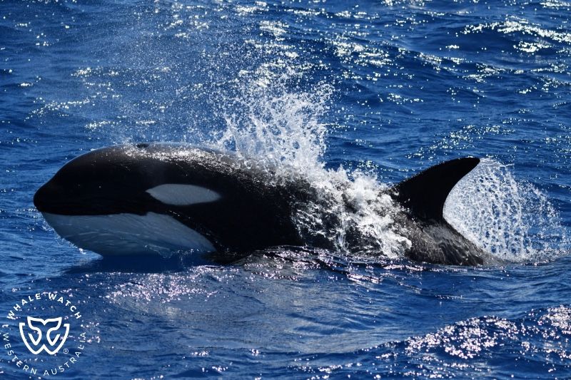 Whale Watch Western Australia