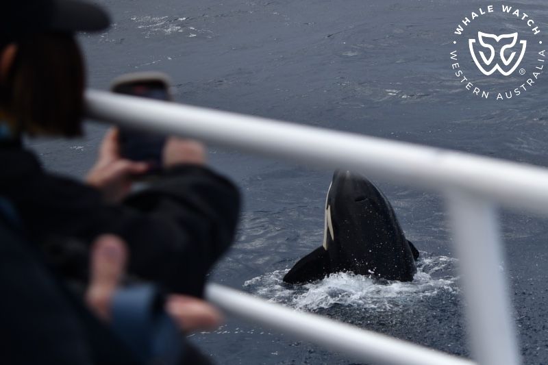 Whale Watch Western Australia