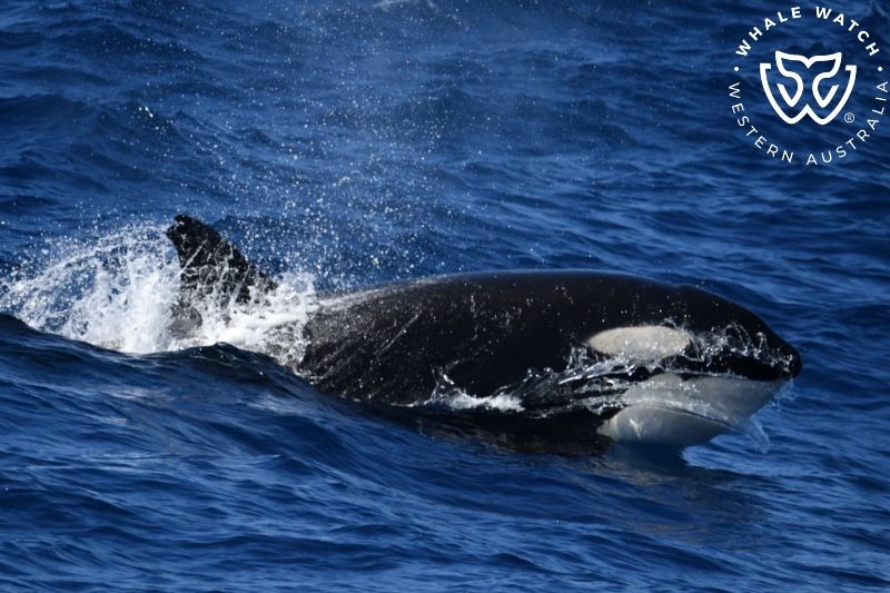 Whale Watch Western Australia