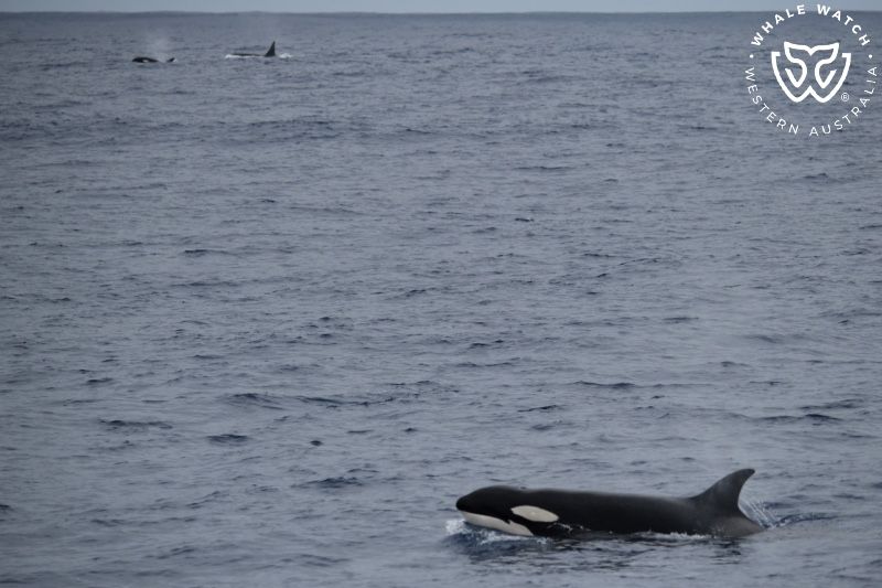 Whale Watch Western Australia