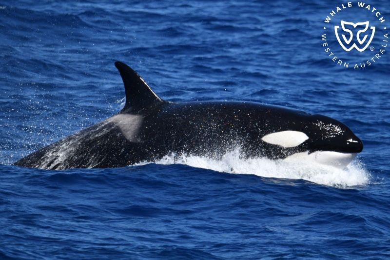 Whale Watch Western Australia