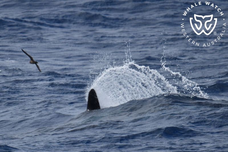 Whale Watch Western Australia