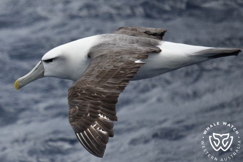 Whale Watch Western Australia