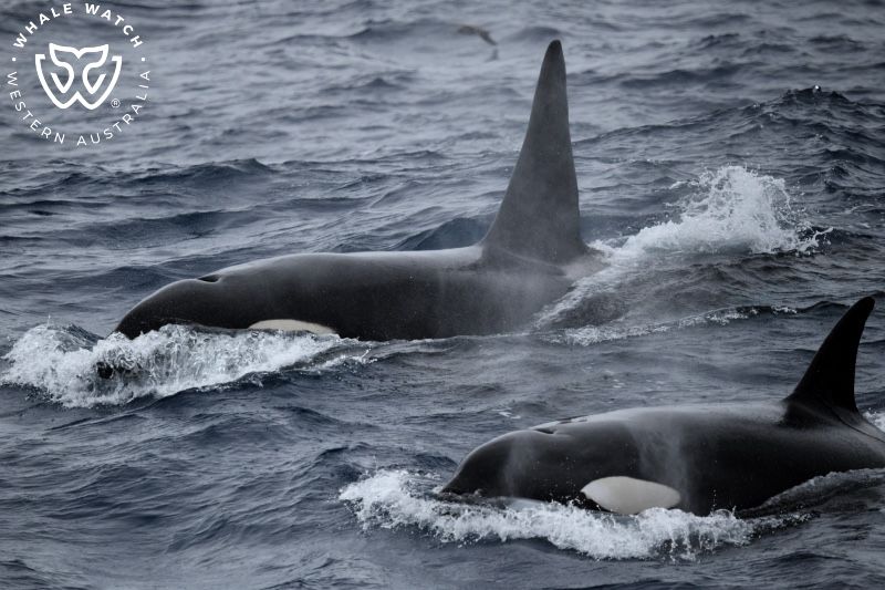 Whale Watch Western Australia