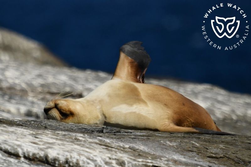 Whale Watch Western Australia