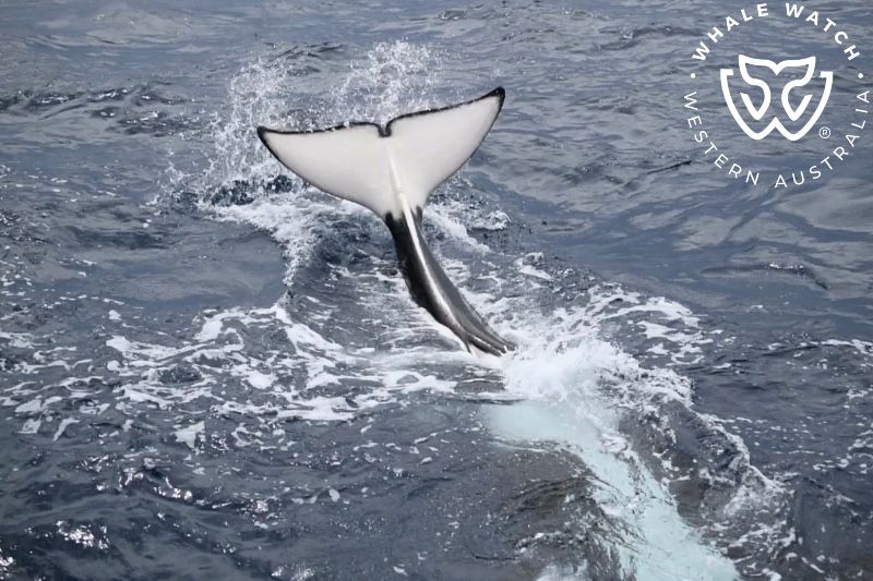 Whale Watch Western Australia