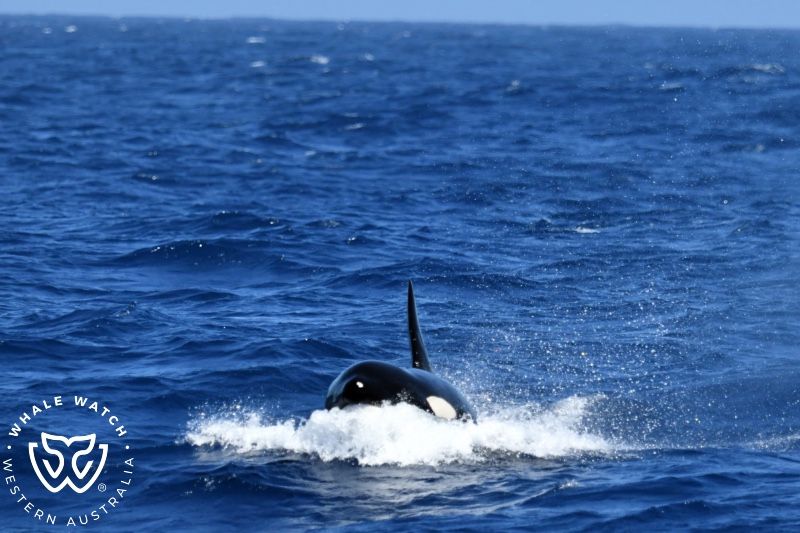 Whale Watch Western Australia