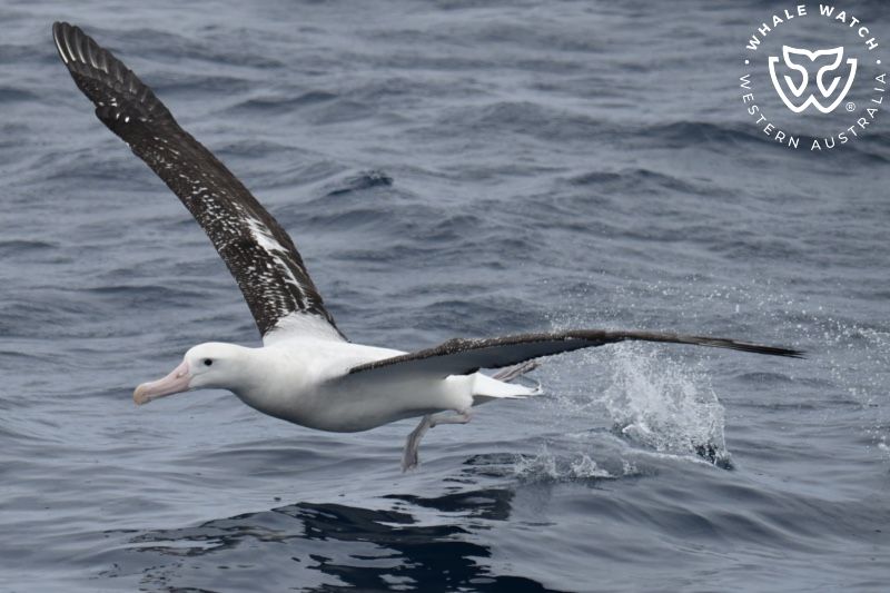 Whale Watch Western Australia