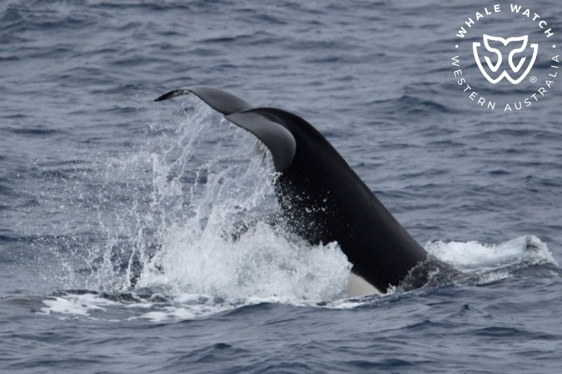 Whale Watch Western Australia