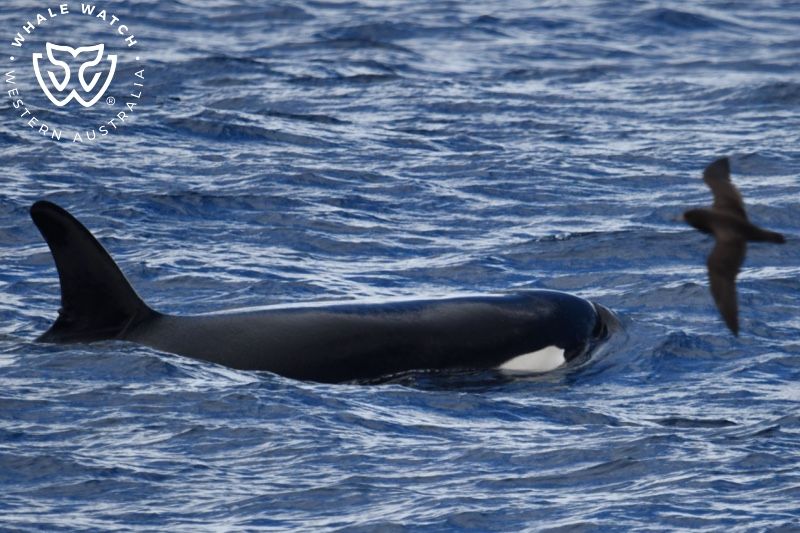 Whale Watch Western Australia