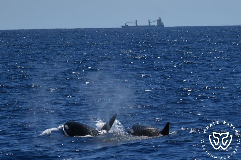 Whale Watch Western Australia