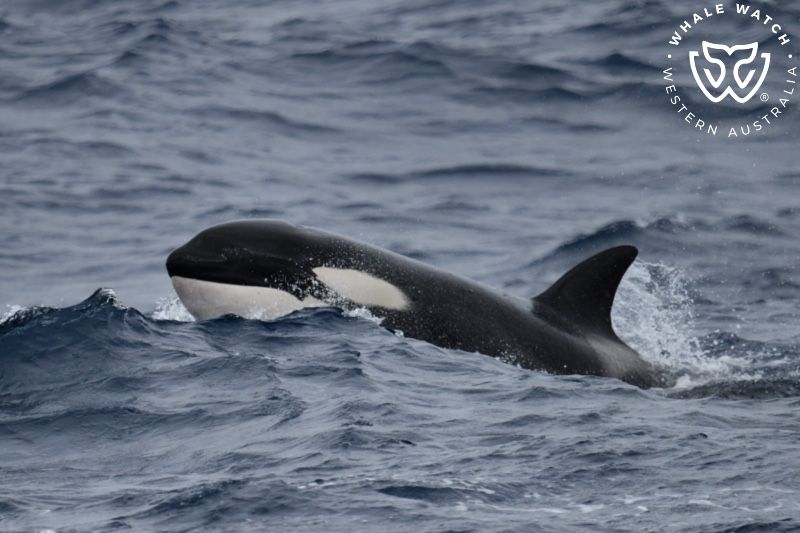 Whale Watch Western Australia