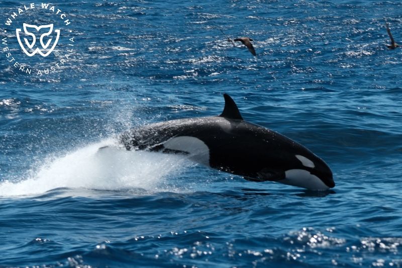 Whale Watch Western Australia