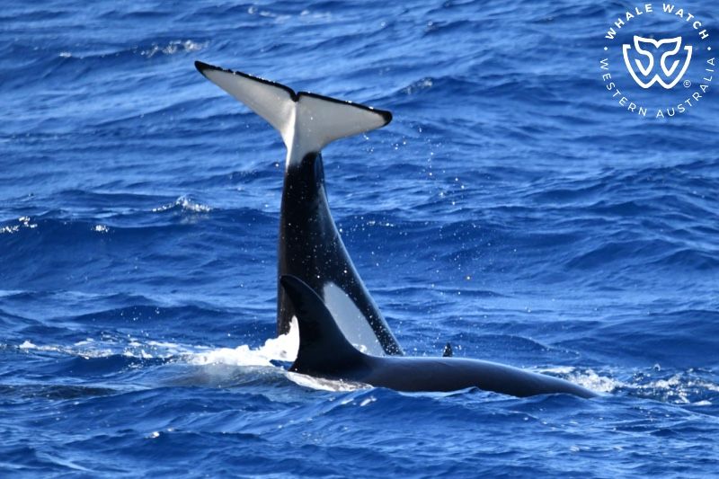 Whale Watch Western Australia