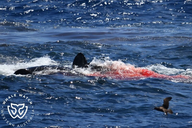 Whale Watch Western Australia