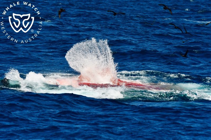 Whale Watch Western Australia
