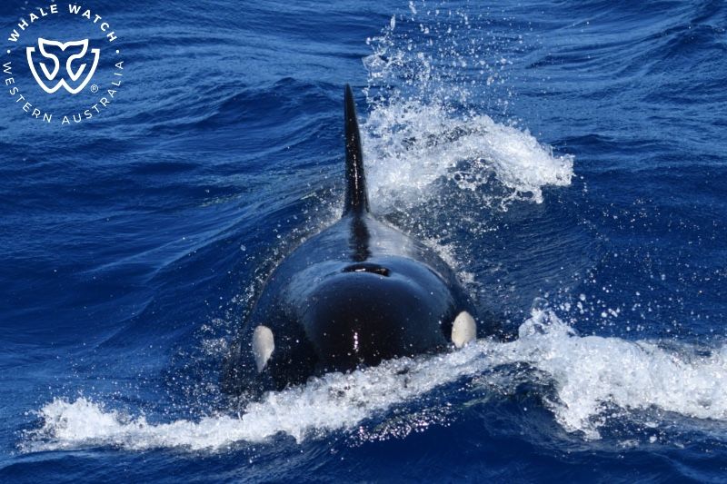Whale Watch Western Australia