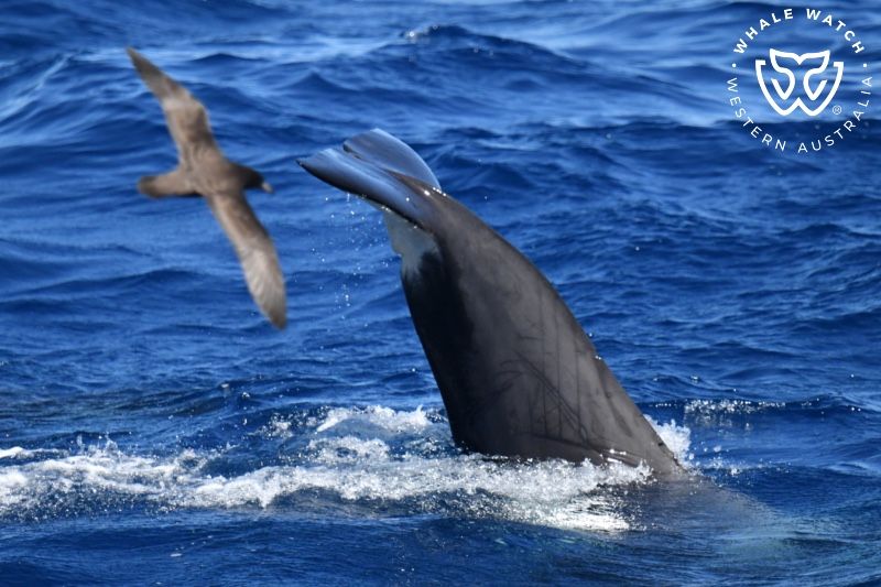 Whale Watch Western Australia