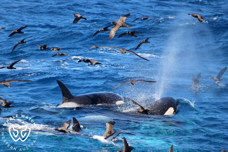 Whale Watch Western Australia