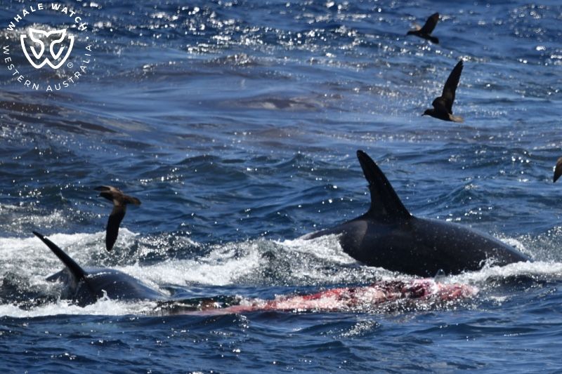 Whale Watch Western Australia