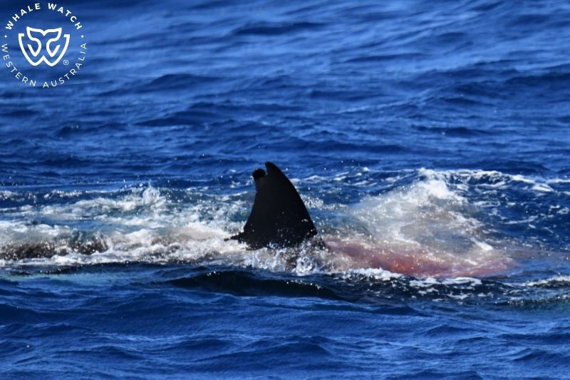 Whale Watch Western Australia