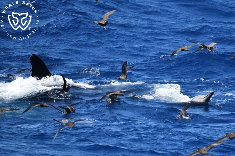 Whale Watch Western Australia