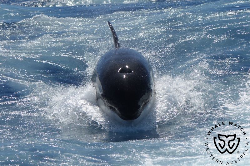 Whale Watch Western Australia