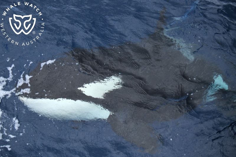 Whale Watch Western Australia