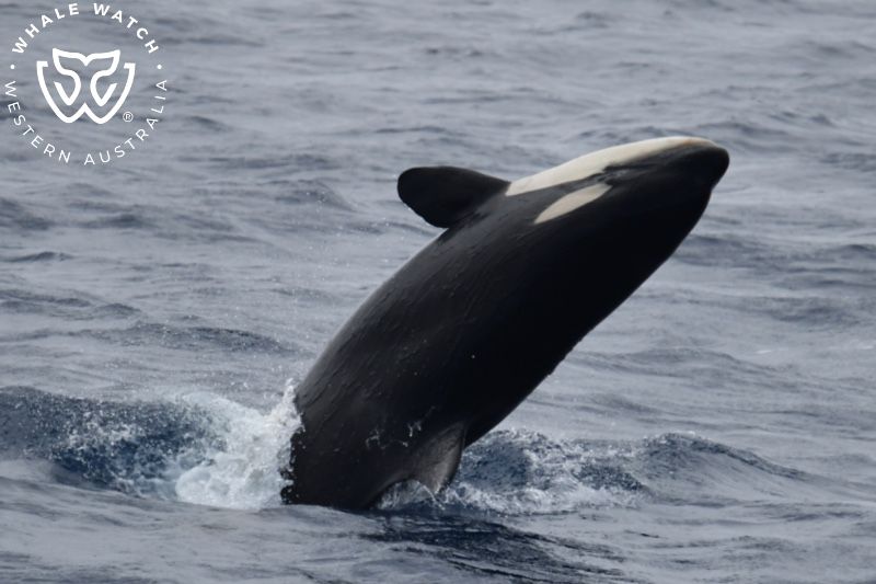 Whale Watch Western Australia