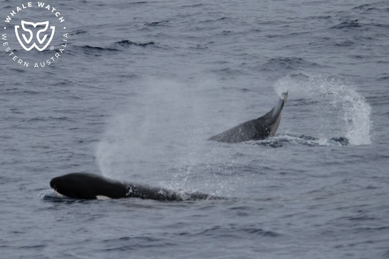 Whale Watch Western Australia