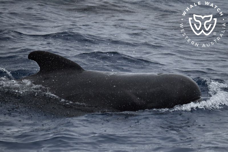 Whale Watch Western Australia