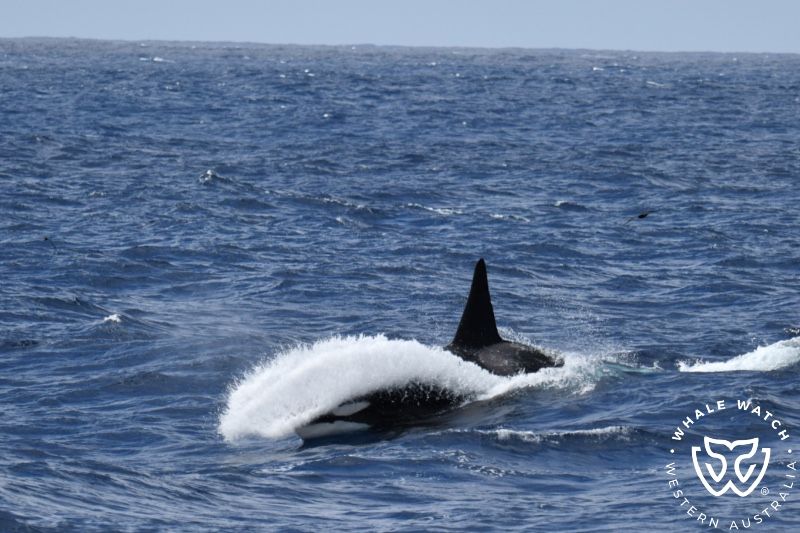 Whale Watch Western Australia
