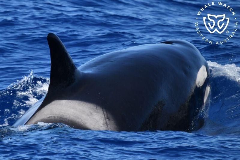 Whale Watch Western Australia