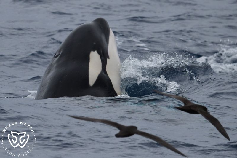 Whale Watch Western Australia