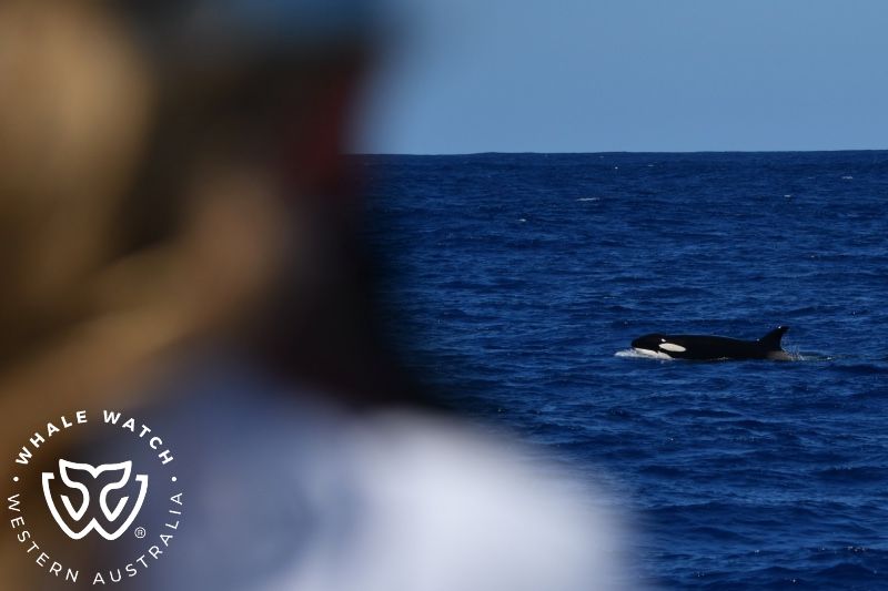 Whale Watch Western Australia