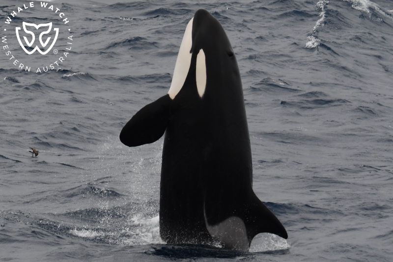 Whale Watch Western Australia