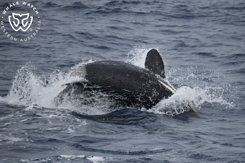 Whale Watch Western Australia