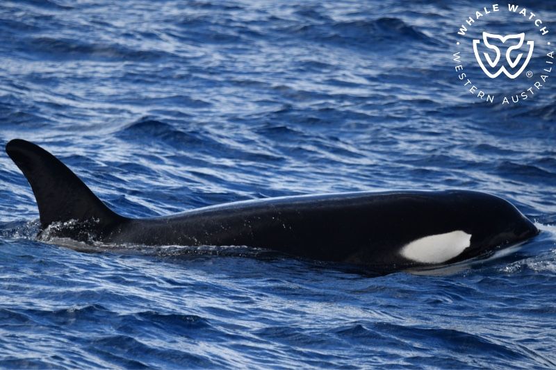 Whale Watch Western Australia