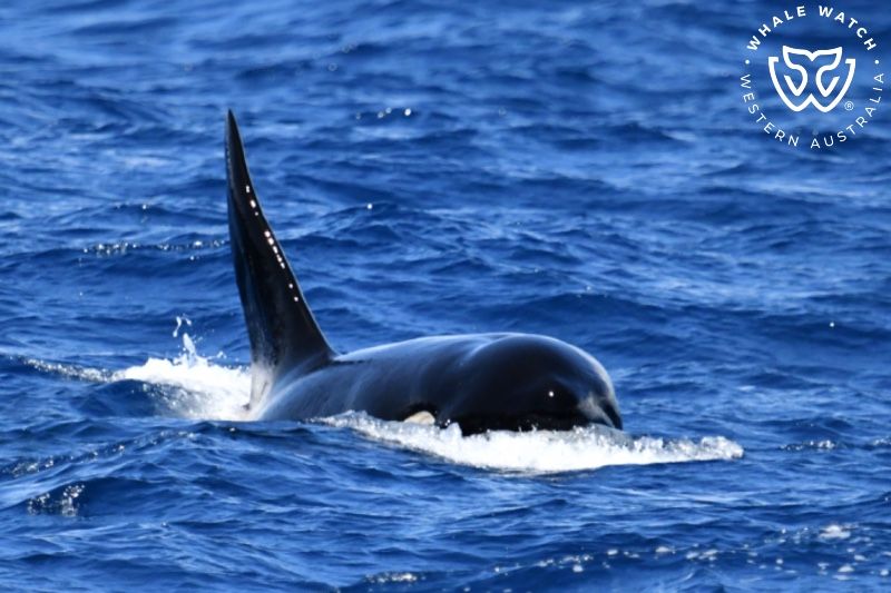 Whale Watch Western Australia