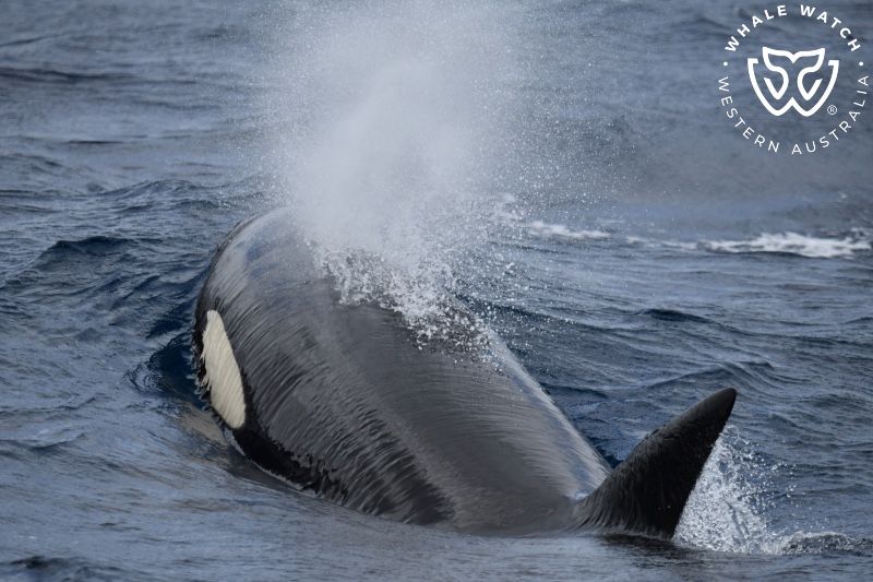 Whale Watch Western Australia