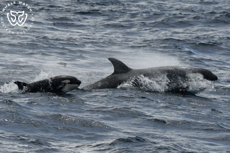 Whale Watch Western Australia