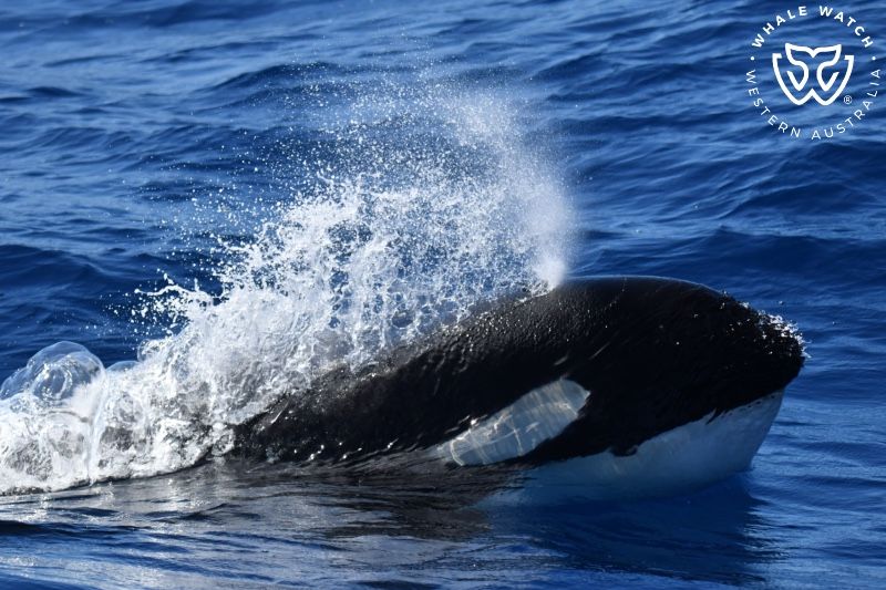 Whale Watch Western Australia