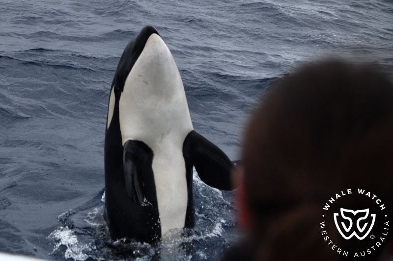 Whale Watch Western Australia