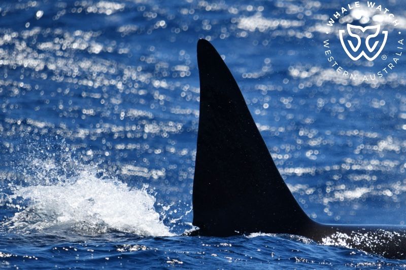 Whale Watch Western Australia